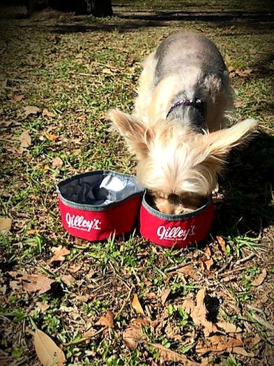 Pet Bowl